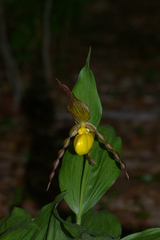 Cypripedium parviflorum pubescens