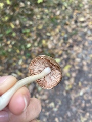 Pseudoclitocybe cyathiformis