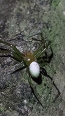 Aoaraneus pentagrammicus