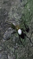 Aoaraneus pentagrammicus