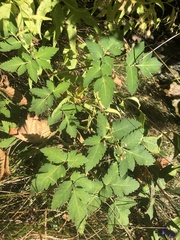 Angelica triquinata
