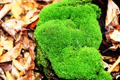 Dicranum montanum