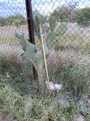 Opuntia streptacantha