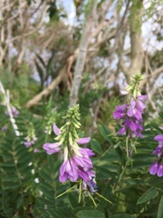 Galega