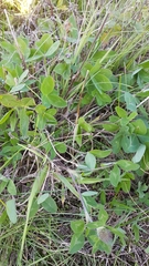 Trifolium pratense