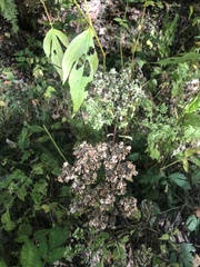Angelica triquinata