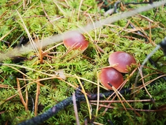 Pholiota velaglutinosa