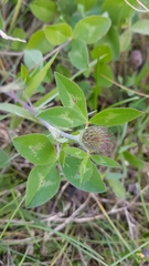 Trifolium pratense