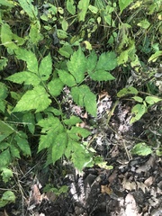 Angelica triquinata