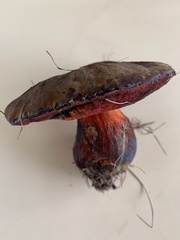 Neoboletus erythropus