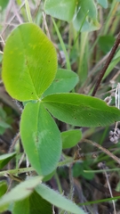 Trifolium pratense