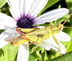 Melanoplus yarrowii