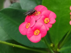 Muscidae