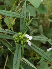 Leucas lavandulifolia
