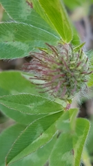 Trifolium pratense