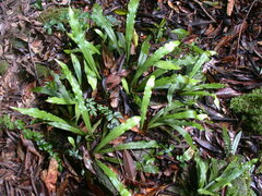 Loxogramme formosana