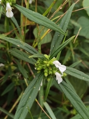 Leucas lavandulifolia