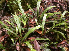 Loxogramme formosana