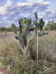 Opuntia hyptiacantha