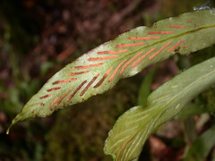 Loxogramme formosana