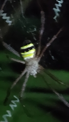 Argiope aetheroides
