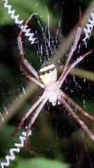 Argiope aetheroides