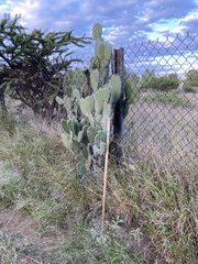 Opuntia lasiacantha