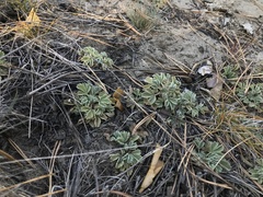 Potentilla acaulis