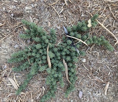 Amaranthus blitoides