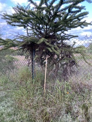Vachellia schaffneri