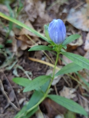 Gentiana saponaria