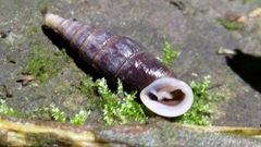 Clausiliidae
