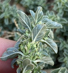 Amaranthus blitoides