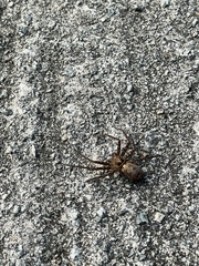 Heteropoda amphora