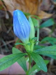 Gentiana saponaria