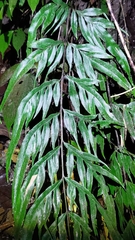 Pteris formosana
