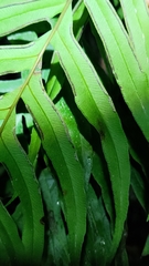 Pteris formosana