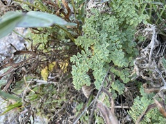 Thalictrum foetidum