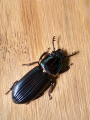 Passalus