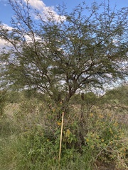 Vachellia farnesiana