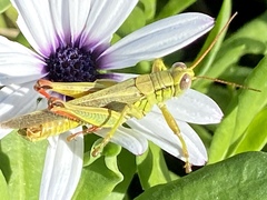 Melanoplus yarrowii