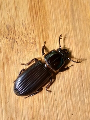 Passalus
