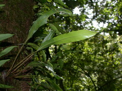 Elaphoglossum marginatum
