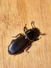 Passalus
