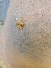 Camptonotus carolinensis