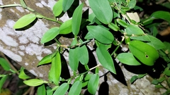 Pothos chinensis