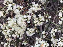Eriogonum heermannii