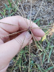 Chloris verticillata