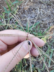 Chloris verticillata