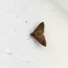 Herpetogramma phaeopteralis